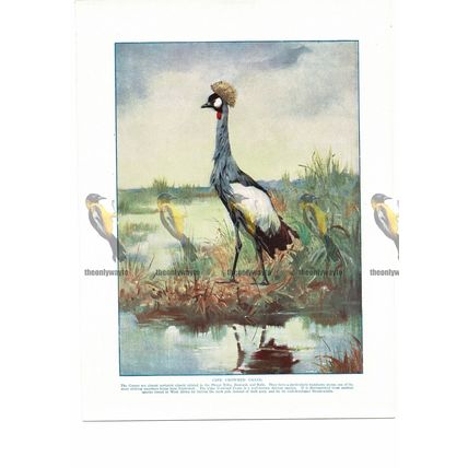 Cape Crowned Crane, Book Illustration (Print), c1925