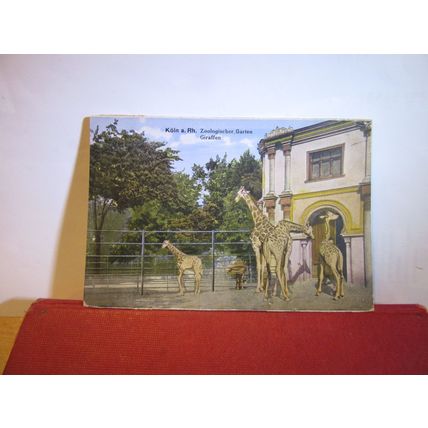 GIFAFFE, THE ZOO, KOLN AM RHEIN, GERMANY unused antique postcard =