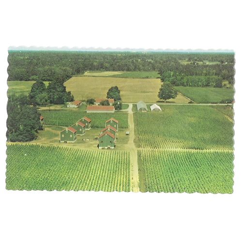 TYPICAL TOBACCO FARMING, ONTARIO, CANADA unused vintage postcard