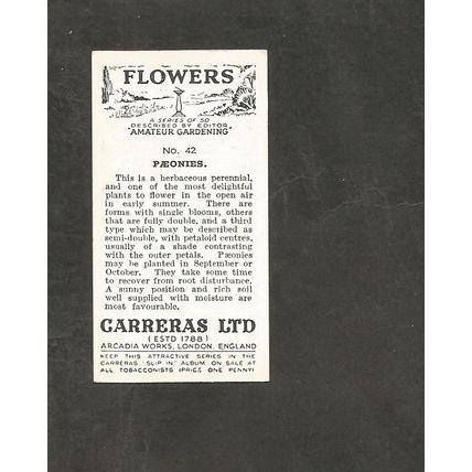 Cigarette Card Carreras Flowers 1936 #42 Paeonies