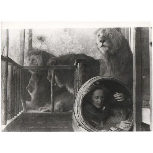 PHOTOGRAPH - ROAR (1981) (2)