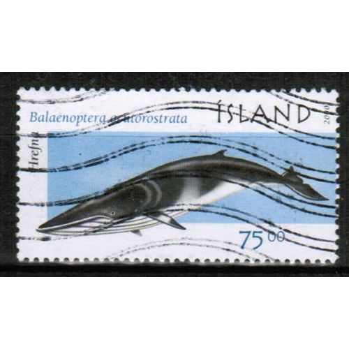 2000 Iceland - Sc# 914 used - Minke whale 75.00kr xxx
