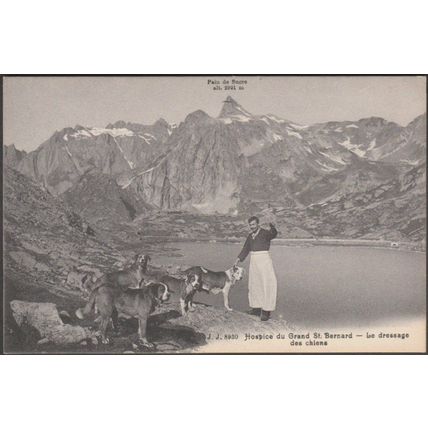 Le Dressage des Chiens, Hospice du Grand St-Bernard, c.1905-10 - Jullien Fr CPA