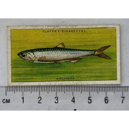 1935 Players Sea Fishes No. 13 Anchovy