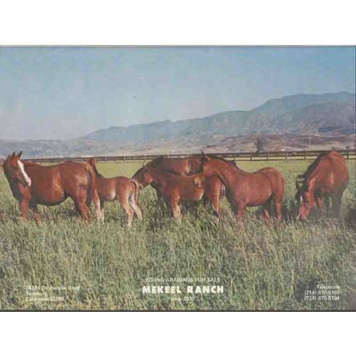 mekeel ranch 1972 young arabians for sale equestrian horse vintage ad