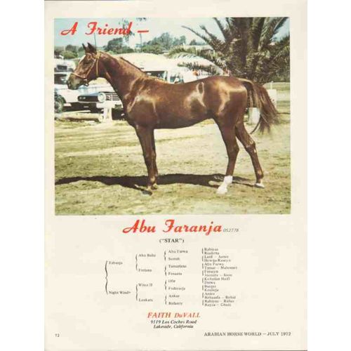 faith duvall 1972 abu faranja tabanja night wind stud horse vintage ad