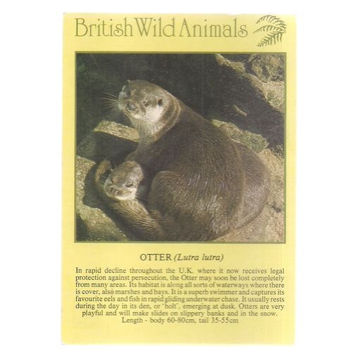 OTTER...unused postcard animals by J.Arthur Dixon PWA 25578 Collectacard =