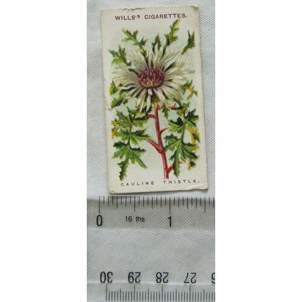 1913 Wills, Alpine Flowers No. 47 Cauline Thistle