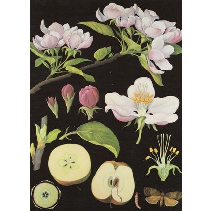 Apple Fruit Trees Old School Lesson College Wall Chart Postcard