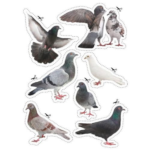 Wheelie Bin, Kitchens, Fridges, Caravans Waterproof Stickers - Pigeons