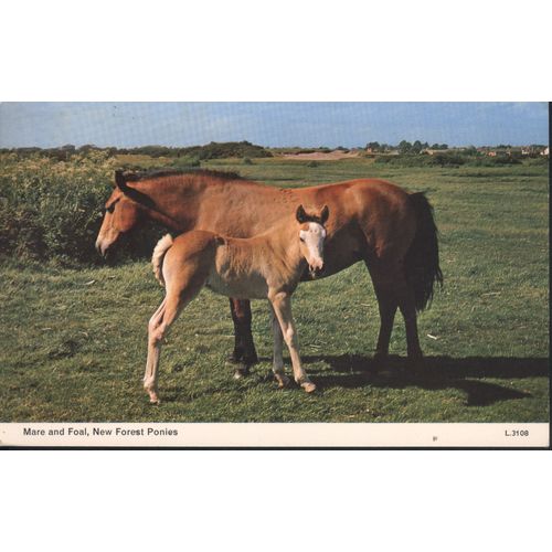 GB Postcard 1967 - Mare & Foal, New Forest Ponies - Hampshire