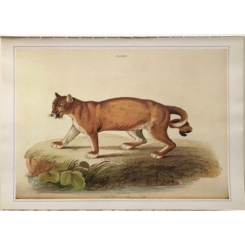 1834 PUMA Cougar Wild Cat Felis Concolor LIZARS print engraving animal poster