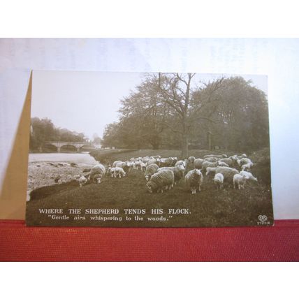 A FLOCK OF SHEEP unused antique postcard RP =