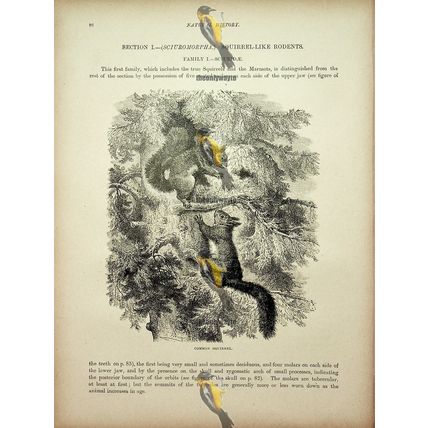 Common Squirrel, Natural History Book Illustration, 1896