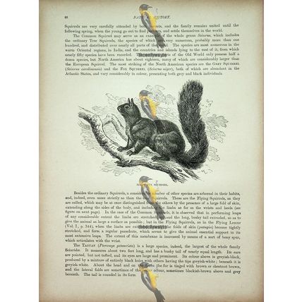 Black Fox Squirrel, Natural History Book Illustration, 1896