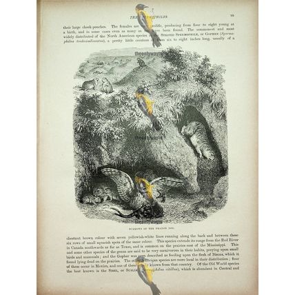 Burrows Of Prairie Dog, Natural History Book Illustration, 1896
