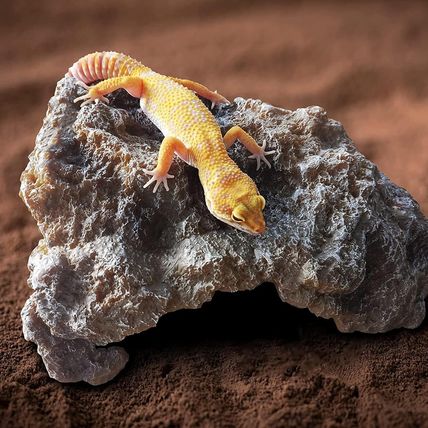 Reptile Hides Large Rock Reptile Cave Hideout Terrarium Habitat Decor Ornament S