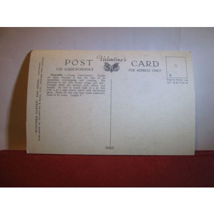 CROSSBILL by Winifred Austen unused postcard by Valentine art bird series #