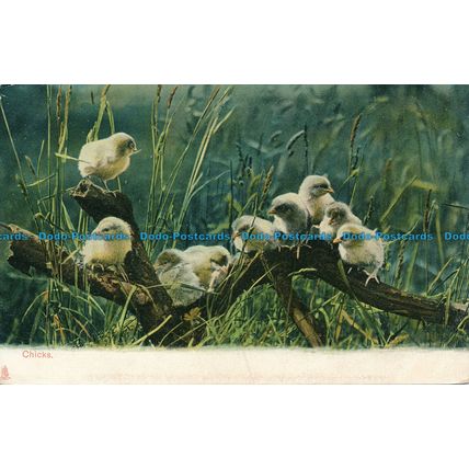 R137836 Chicks. Tuck. Animal Life. No 1415