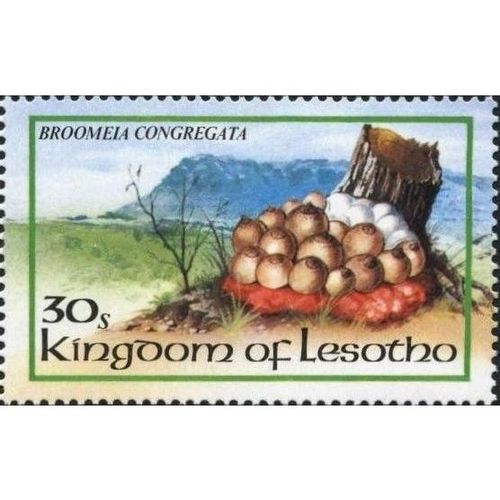 Lesotho QEII 1983 Fungi 30s Broomeia Congregata Mounted Mint MM SG 533 stamp