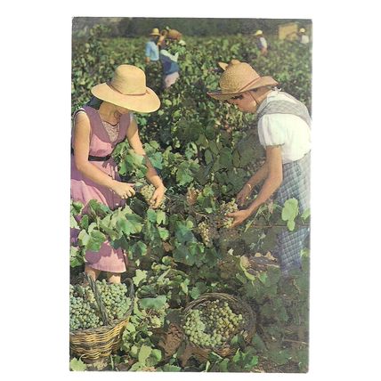 CAVAS CODORNIU, BARCELONA, SPAIN used postcard 1987 pm VINEYARD GRAPES =