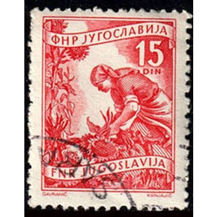 Yugoslavia 1951 Local Economy Gathering Sunflowers 15D Used Stamp