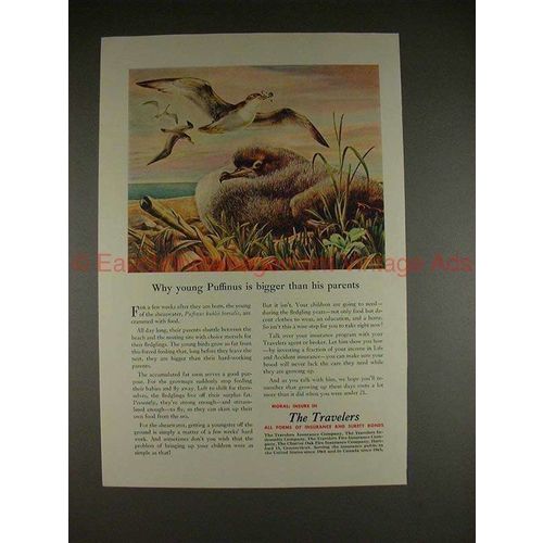 1951 Travelers Insurance Ad, Young Puffinus is Bigger!!