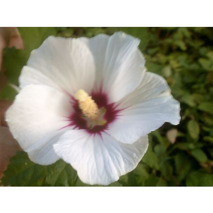 Rose of Sharon seeds mixed colors