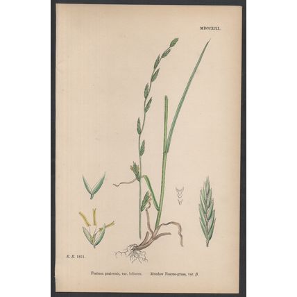 MEADOW FESCUE-GRASS, VAR. B 1872 John Edward Sowerby PLANT PRINT