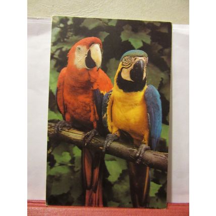 TWO MACAW PARROTS unused postcard 'BIRDWORLD' HOLT POUND, FARNHAM, SURREY =