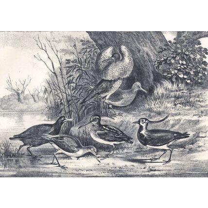 GROUP OF FEN & MOOR BIRDS 1890 Water Hen - Curlew VICTORIAN ENGRAVING