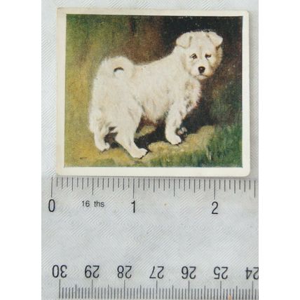 1936 Godfrey Phillips Our Puppies No. 22 The Samoyed