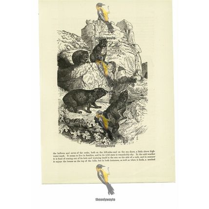 Conies, Book Illustration (Print), 1884