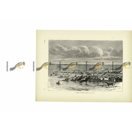 Horses Crossing The Volga River, Russia, Book Illustration (Print), c1880