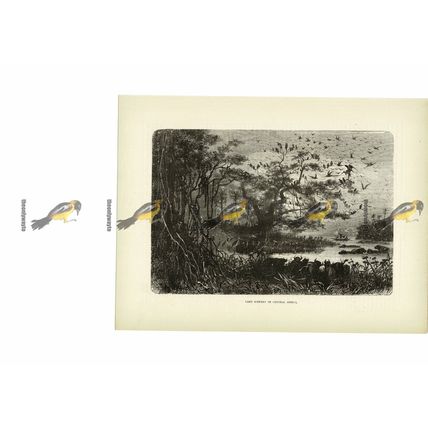 Lake Scenery, Central Africa, Book Illustration (Print), c1880