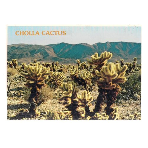 CHOLLA CACTUS, vintage unused postcard.. Southwestern Desert, Arizona