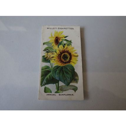 1910 Wills's Cigarettes Old English Garden Flowers Card # 06 Annual Sunflower