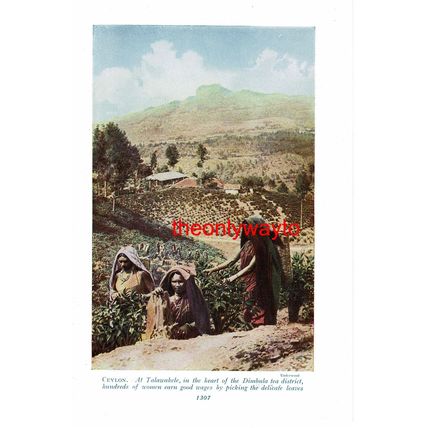 Talawakele, Picking Tea, Ceylon (Sri Lanka), Book Illustration (Print), c1920