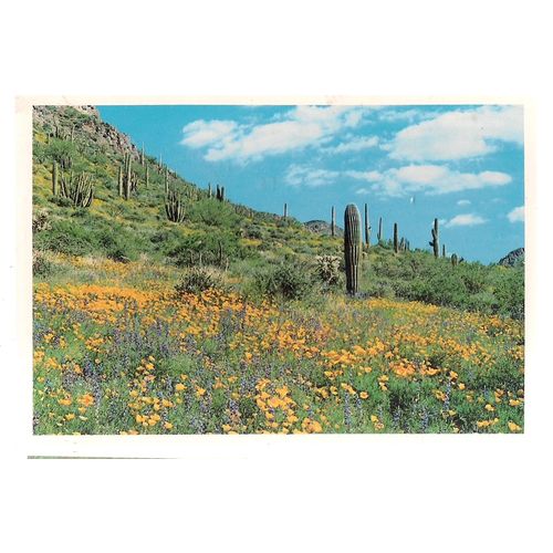 ORGANPIPE AND POPPIES vintage unused postcard.Southwestern Desert, Arizona =