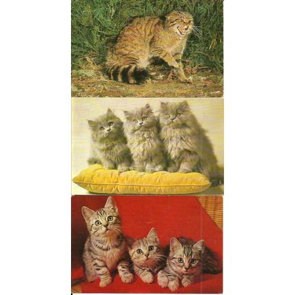 Animals CATS 6 Postcards by J. Salmon