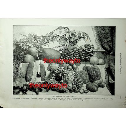 Cricket Terms, Illustrated, (Fruits Of Singapore On Reverse), Book Illustration