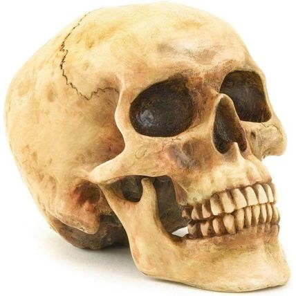 Grinning Highly Realistic Replica Human Skull Statue Home Décor 6.5x4.25x4.6"