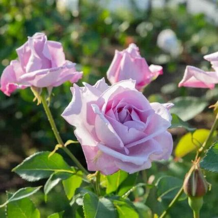 Rose Plant in Pot 'Blue Moon' Hybrid Tea Garden Shrub 4L