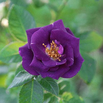 Rose Plant in Pot 'Rhapsody in Blue' Floribunda Bush Garden Ready Live Shrub