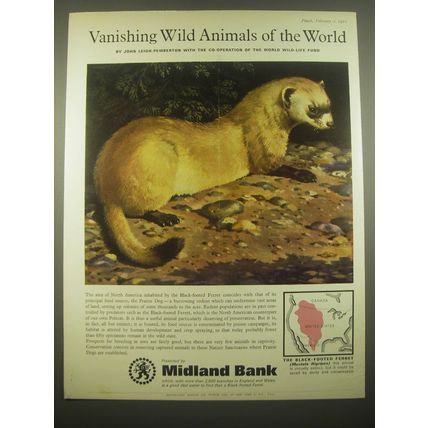 1966 Midland Bank Ad - Black-Footed Ferret - Vanishing Wild Animals