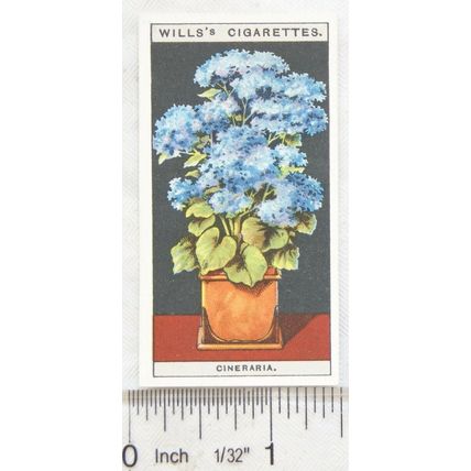 1925 Wills Flower Culture in Pots No. 17 Star Cineraria