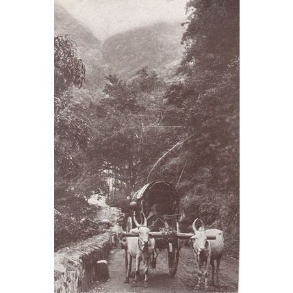 Romany Gypsy Bullock Cart Antique Postcard