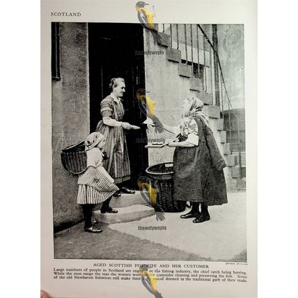 Aged Scottish Fishwife (Trossachs & Highland Cattle On Back), Book Illustration