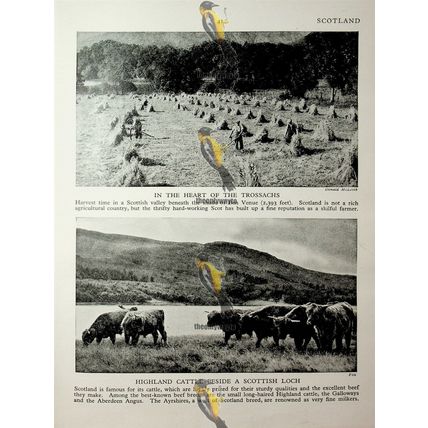Aged Scottish Fishwife (Trossachs & Highland Cattle On Back), Book Illustration