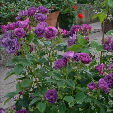 Rose Plant in Pot 'Rhapsody in Blue' Floribunda Bush Garden Ready Live Shrub